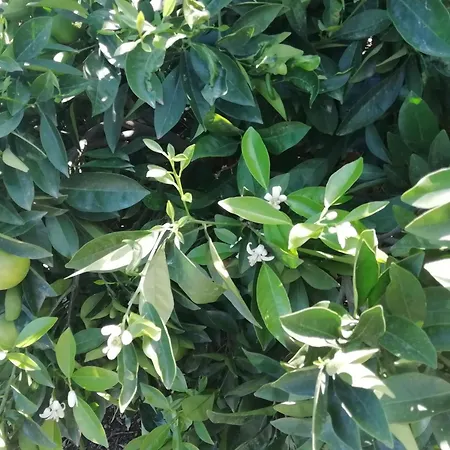 Tapias, Casa Mane פוארטו דה לה קרוז